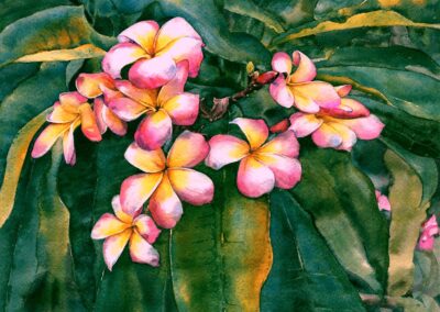 Mexico Plumeria, watercolor painting by Elaine Frenett